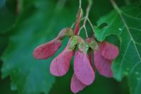 Javor ginnala (Acer ginnala)