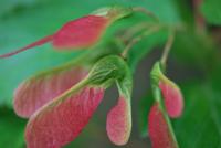 Javor ginnala (Acer ginnala)