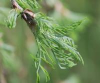 Čimišník stromovitý 'Walker' (Caragana arborescens) Čimišník stromovitý 'Walker' (Caragana arborescens)