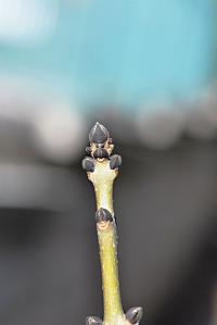 Jasan ztepilý 'Erosa' (Fraxinus excelsior)