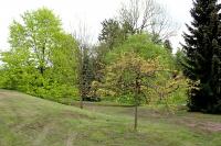 Jasan ztepilý 'Jaspidea' - jarní habitus (Fraxinus excelsior)