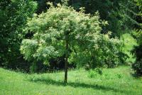Jasan ztepilý 'Jaspidea' - letní habitus (Fraxinus excelsior)
