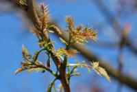 Svitel latnatý - jarní výhonky (Koelreuteria paniculata) Svitel latnatý - jarní výhonky (Koelreuteria paniculata)