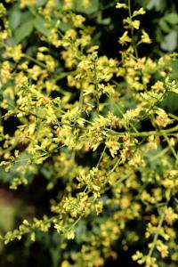 Svitel latnatý (Koelreuteria paniculata) Svitel latnatý (Koelreuteria paniculata)