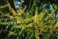Svitel latnatý (Koelreuteria paniculata) Svitel latnatý (Koelreuteria paniculata)