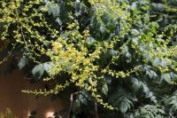 Svitel latnatý (Koelreuteria paniculata) Svitel latnatý (Koelreuteria paniculata)
