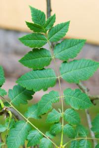 Svitel latnatý (Koelreuteria paniculata) Svitel latnatý (Koelreuteria paniculata)