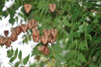 Svitel latnatý (Koelreuteria paniculata) Svitel latnatý (Koelreuteria paniculata)
