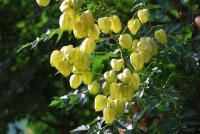 Svitel latnatý (Koelreuteria paniculata) Svitel latnatý (Koelreuteria paniculata)
