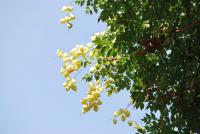 Svitel latnatý (Koelreuteria paniculata) Svitel latnatý (Koelreuteria paniculata)