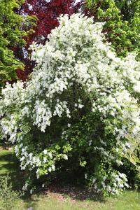 Hroznovec hroznatý - kvetoucí habitus (Exochorda racemosa)