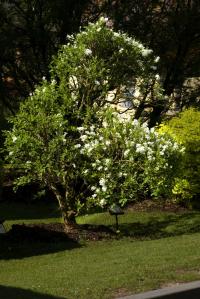 Hroznovec hroznatý (Exochorda racemosa)