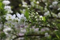 Hroznovec hroznatý (Exochorda racemosa)