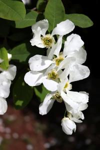Hroznovec hroznatý (Exochorda racemosa)