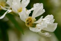 Hroznovec hroznatý (Exochorda racemosa)