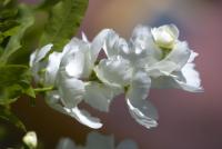 Hroznovec hroznatý (Exochorda racemosa)
