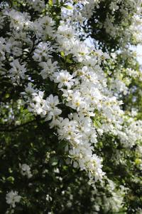 Hroznovec hroznatý (Exochorda racemosa)
