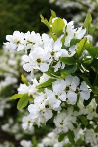 Hroznovec hroznatý (Exochorda racemosa)