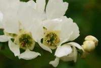 Hroznovec hroznatý (Exochorda racemosa subsp serratifolia)