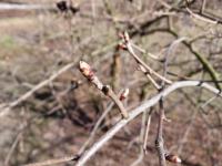 Hroznovec hroznatý (Exochorda racemosa subsp serratifolia)