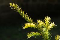 Tis červený 'Semperaurea'