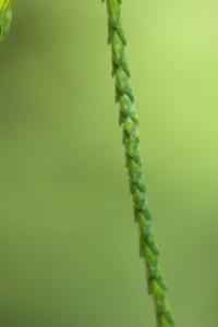 Cypřišek Lawsonův 'Imbricata Pendula' - šupinovitý list (Chamaecyparis lawsoniana)