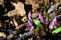 Ladoňka karpatská (Scilla kladnii)