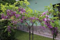 Trnovník srstnatý (Robinia hispida var rosea) Trnovník srstnatý (Robinia hispida var rosea)