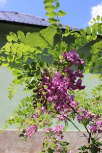 Trnovník srstnatý - květy a listy (Robinia hispida var rosea) Trnovník srstnatý - květy a listy (Robinia hispida var rosea)