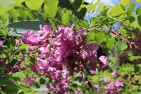 Trnovník srstnatý (Robinia hispida var rosea) Trnovník srstnatý (Robinia hispida var rosea)