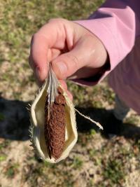 Klejicha hedvábná (Asclepias syriaca)