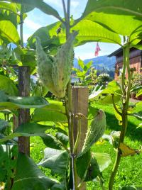 Klejicha hedvábná (Asclepias syriaca)