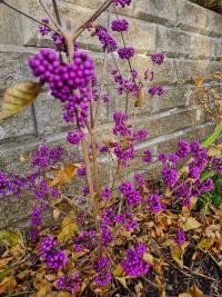 Krásnoplodka Bodinierova (Callicarpa Bodinieri)