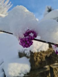 Krásnoplodka Bodinierova (Callicarpa Bodinieri)