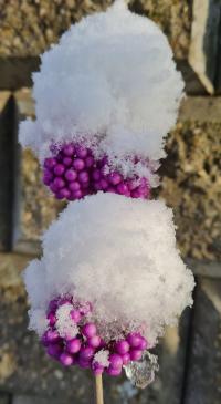 Krásnoplodka Bodinierova (Callicarpa Bodinieri)