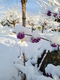 Krásnoplodka Bodinierova (Callicarpa Bodinieri)