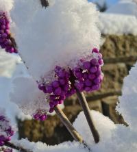 Krásnoplodka Bodinierova (Callicarpa Bodinieri)