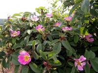 Růže dužnoplodá (Rosa pomifera)