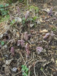 Podbílek šupinatý (Lathraea squamaria)