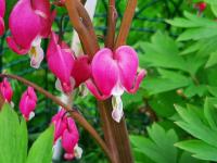 Srdcovka nádherná (Lamprocapnos spectabilis)