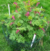 Srdcovka nádherná (Lamprocapnos spectabilis)