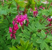 Srdcovka nádherná (Lamprocapnos spectabilis)