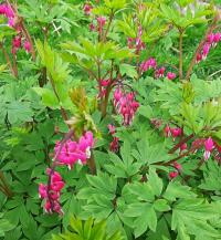 Srdcovka nádherná (Lamprocapnos spectabilis)