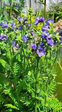 Jirnice modrá (Polemonium caeruleum)