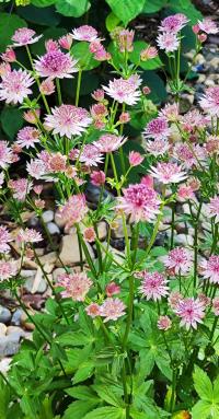 Jarmanka větší 'Roma' (Astrantia major)