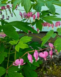 Srdcovka nádherná (Lamprocapnos spectabilis)