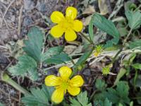 Pryskyřník plazivý (Ranunculus repens)