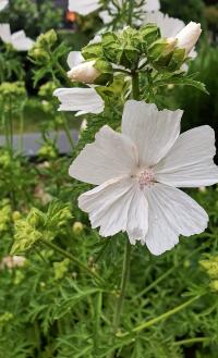 Sléz pižmový 'Alba' (Malva moschata)