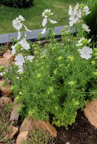 Sléz pižmový 'Alba' (Malva moschata)