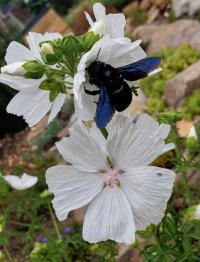 Sléz pižmový 'Alba' (Malva moschata)